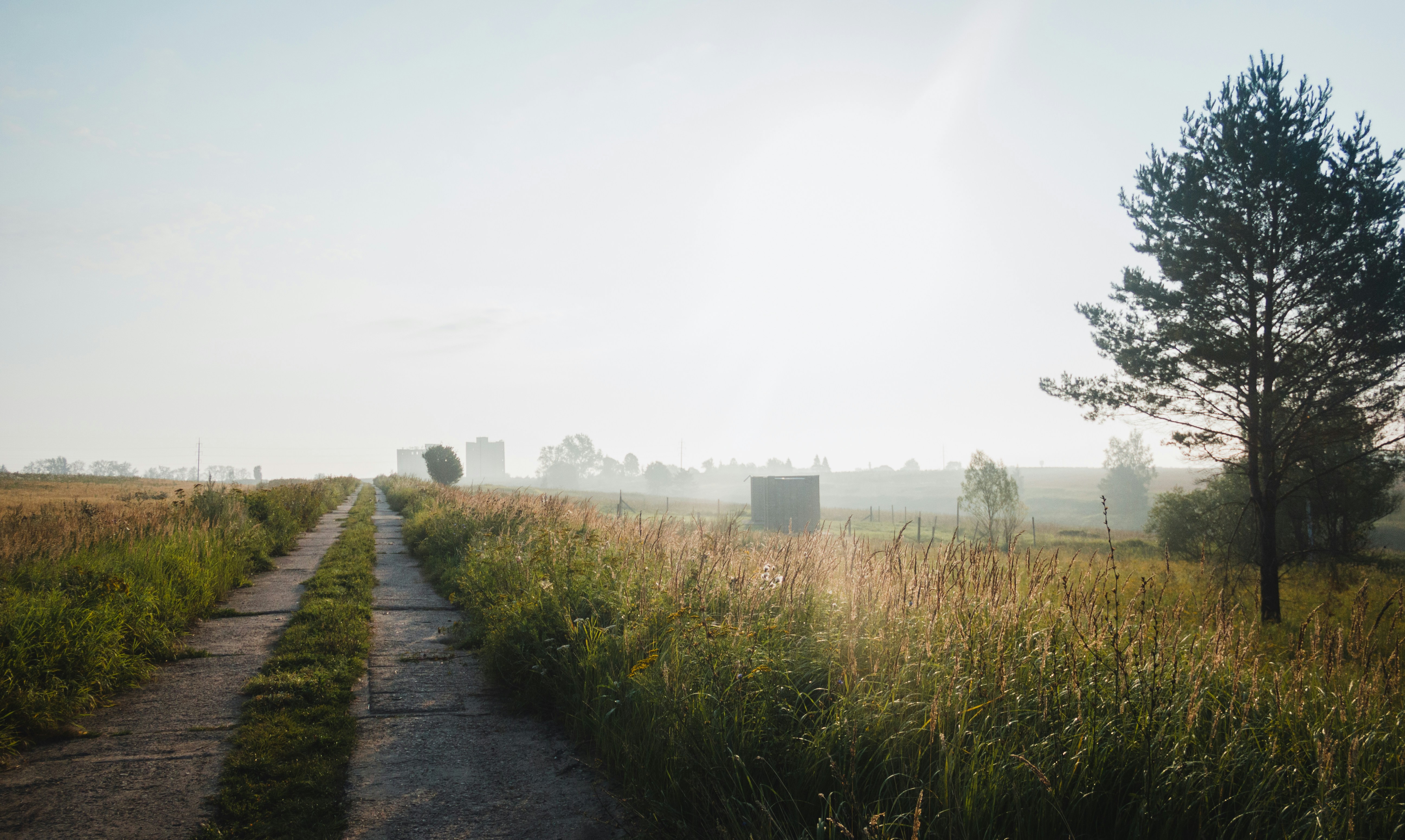 a path in the middle of a grassy field