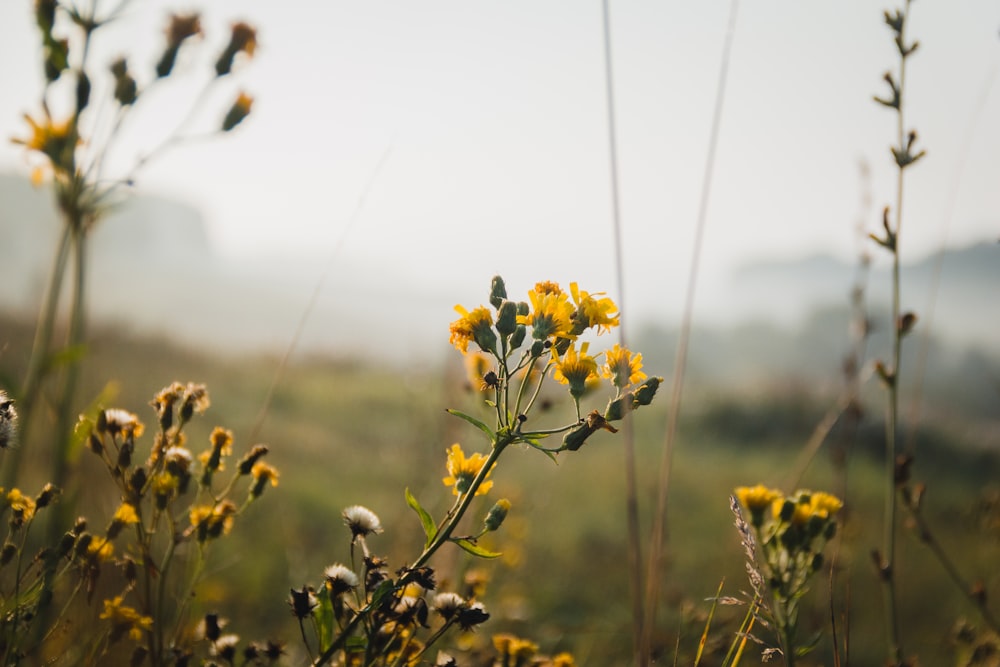 a field of yellow flowers with fog in the background