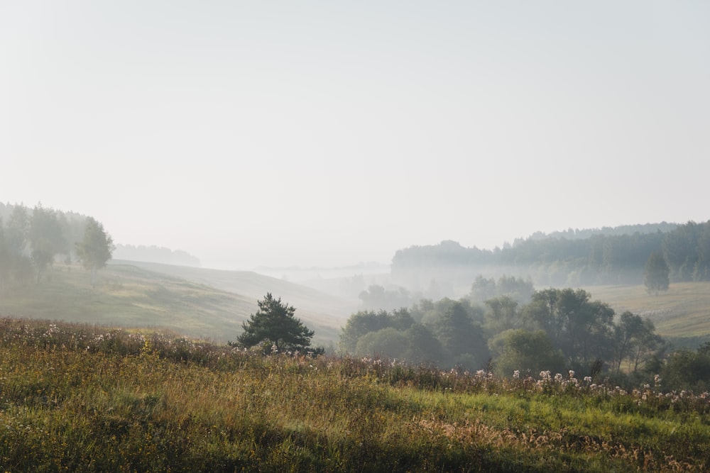 a foggy field with a lone tree in the distance