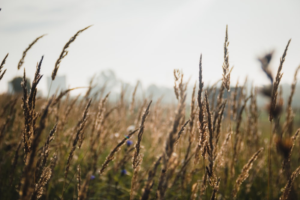 a field of tall grass with a sky in the background