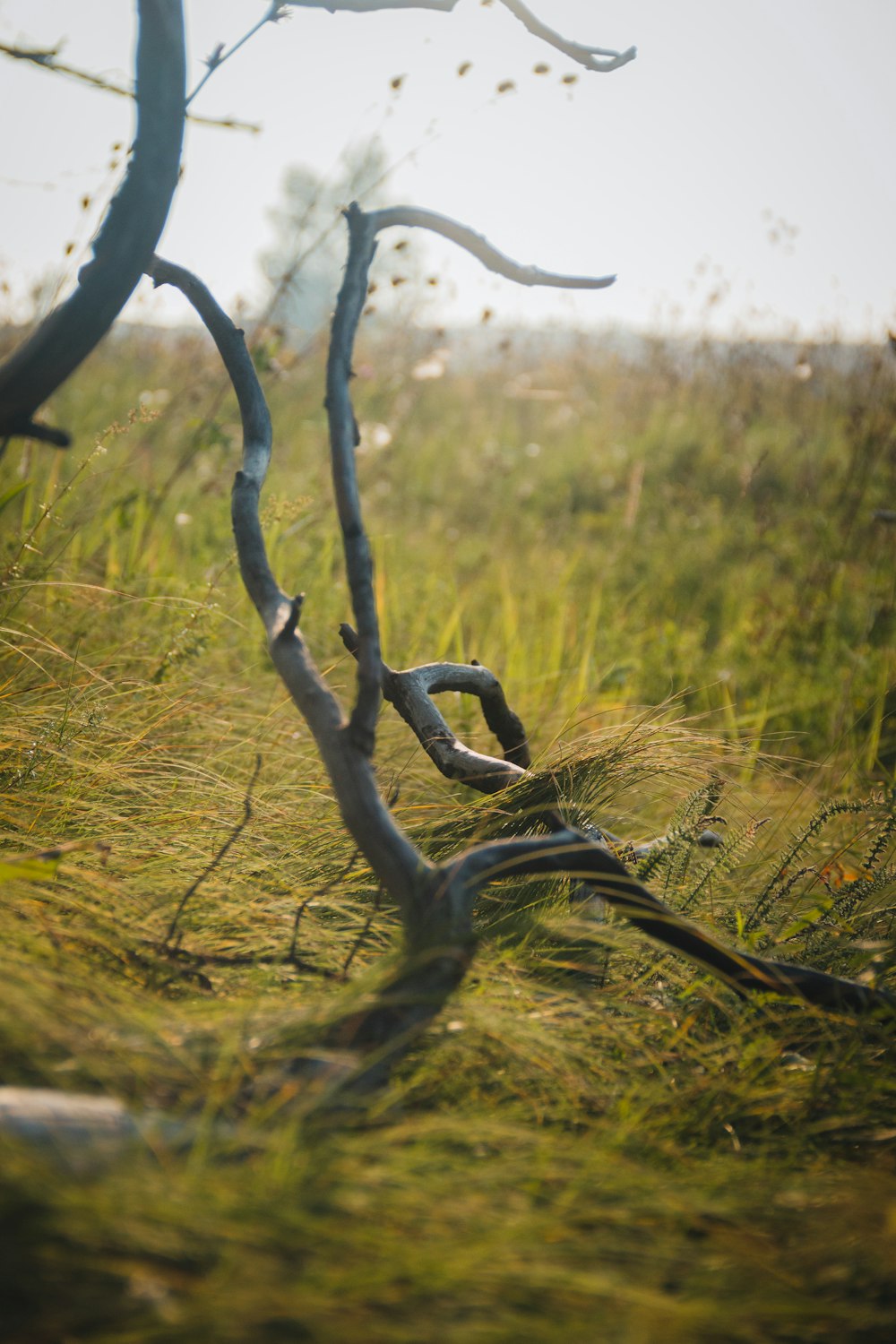 a dead tree in a field of grass