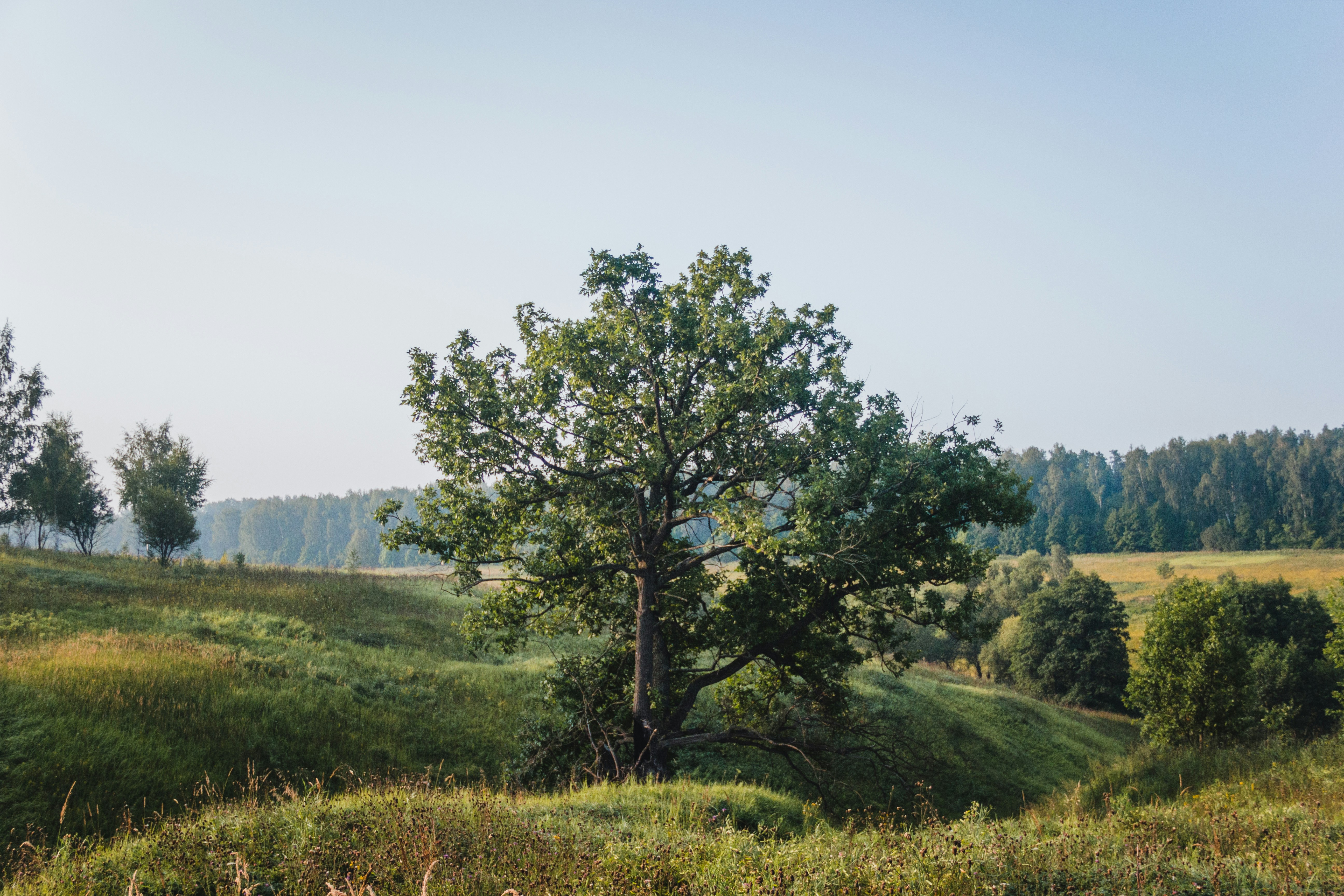 a lone tree in a grassy field on a sunny day