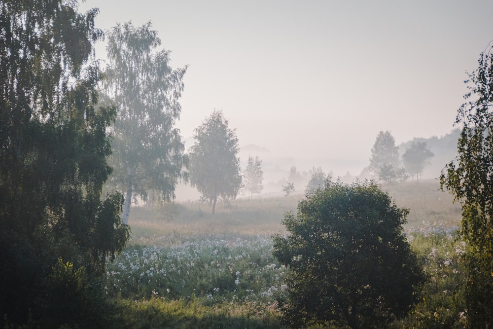 a field with trees and fog in the distance