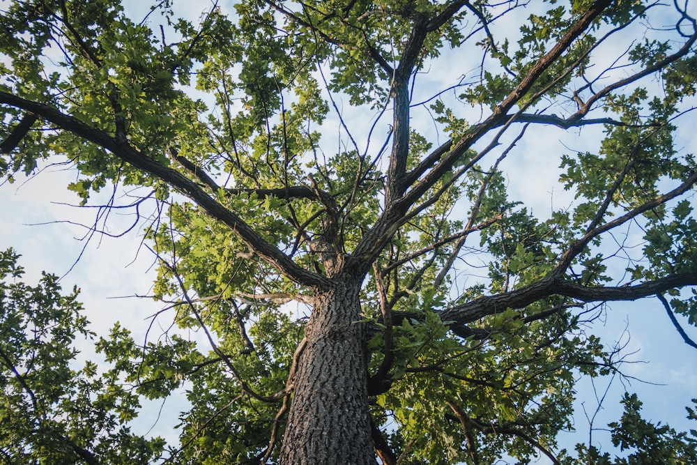 a tall tree with lots of green leaves