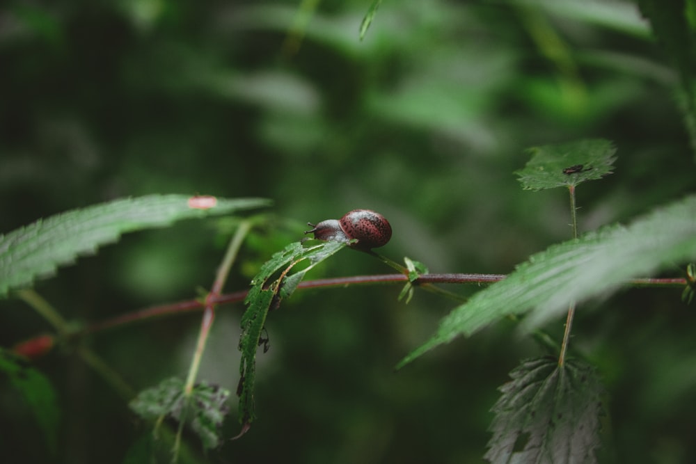 a close up of a leaf with a bug on it