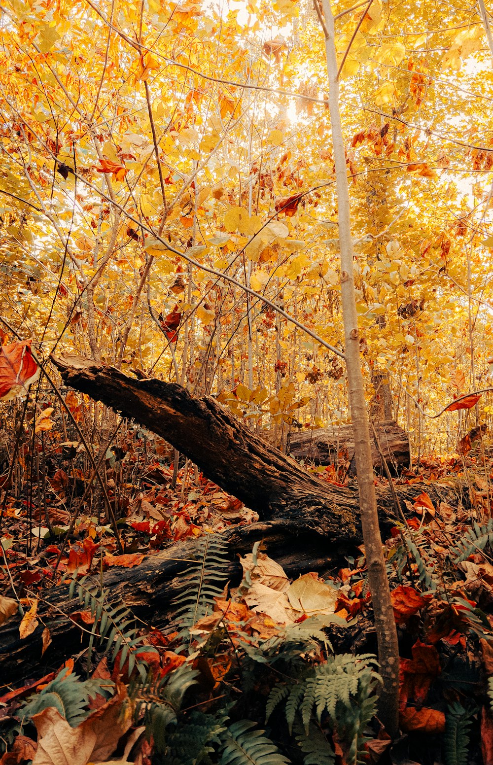 a fallen tree in a forest filled with lots of leaves