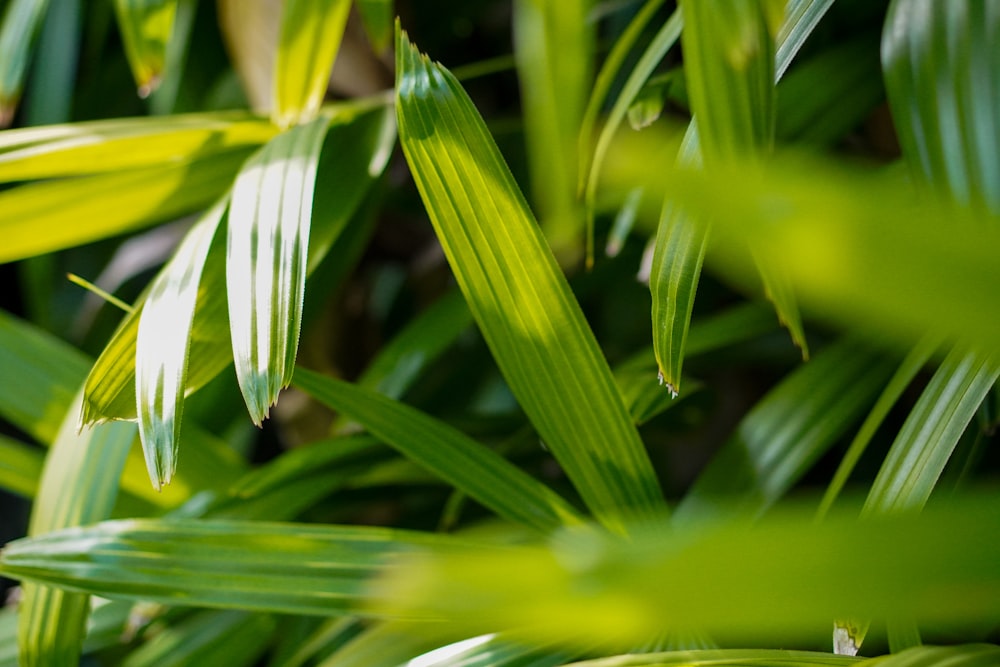 a close up of a plant with green leaves