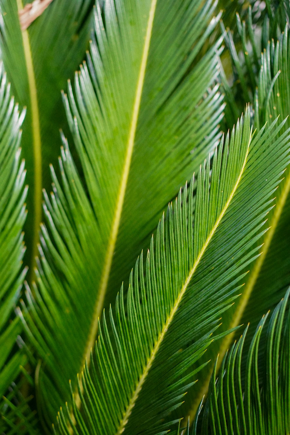 a close up of a green leafy plant