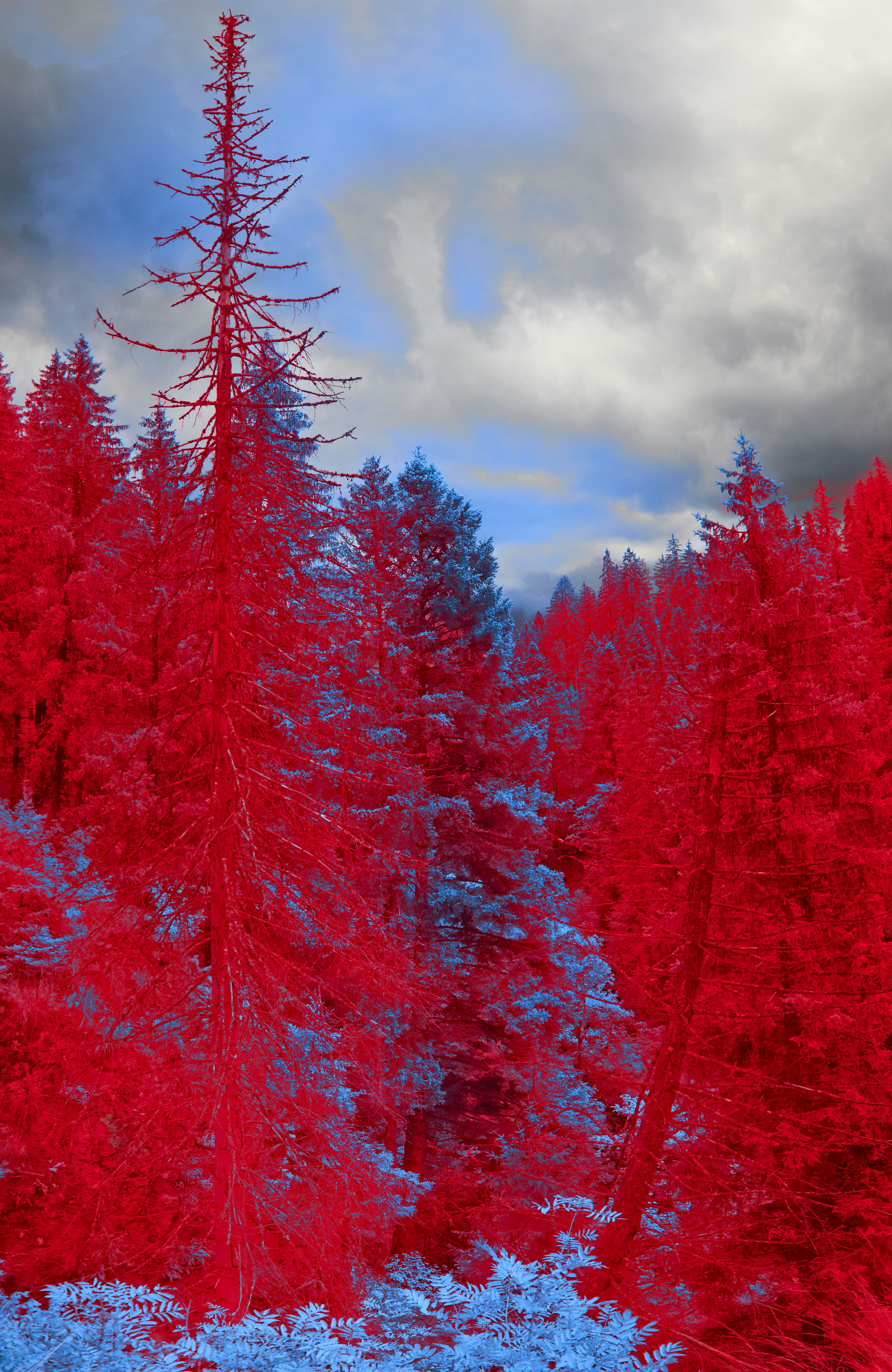 Photo by wolfgang_hasselmann