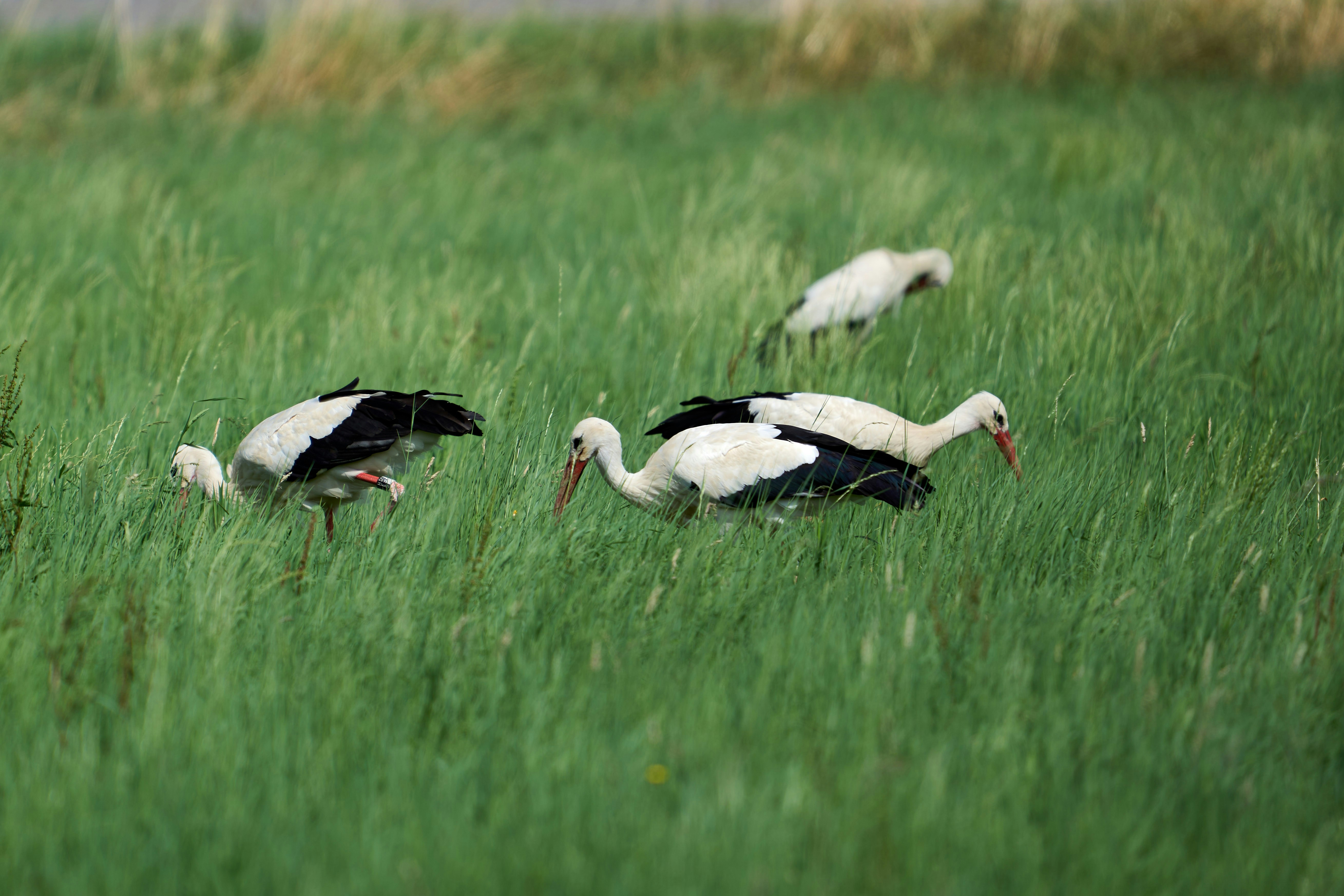 Photo by wolfgang_hasselmann