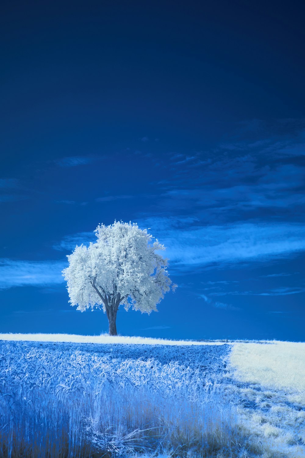 a lone tree in a field of blue grass