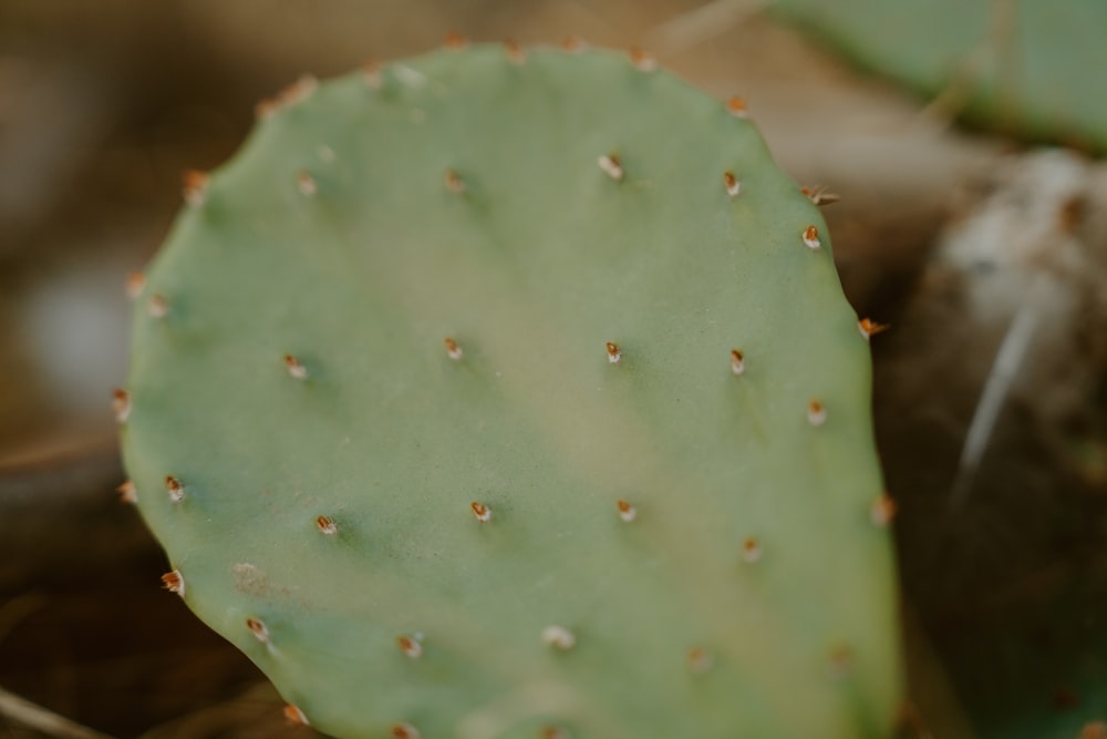 a close up of a green cactus plant