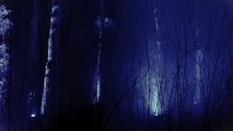 A moody shot of a misty forest at night, with hints of blue light filtering through the trees.