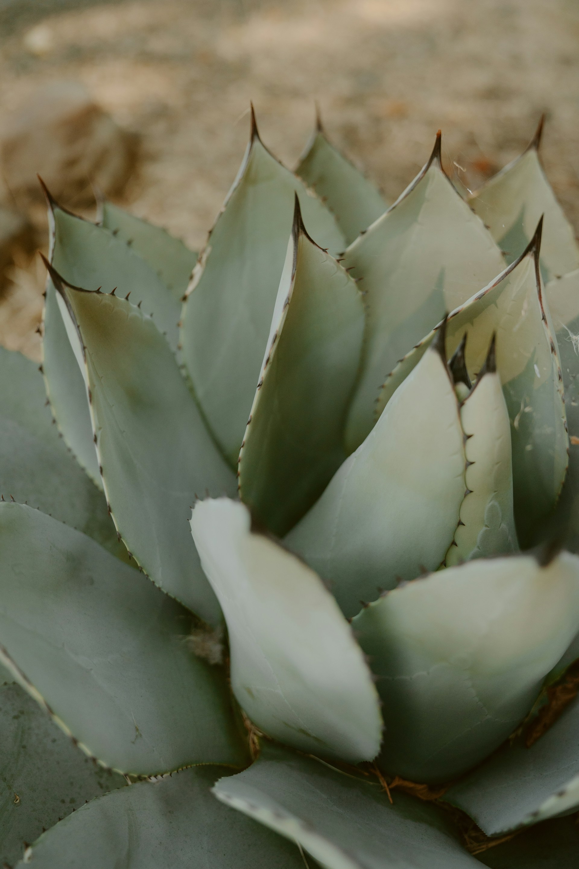 a close up of a plant on a dirt ground