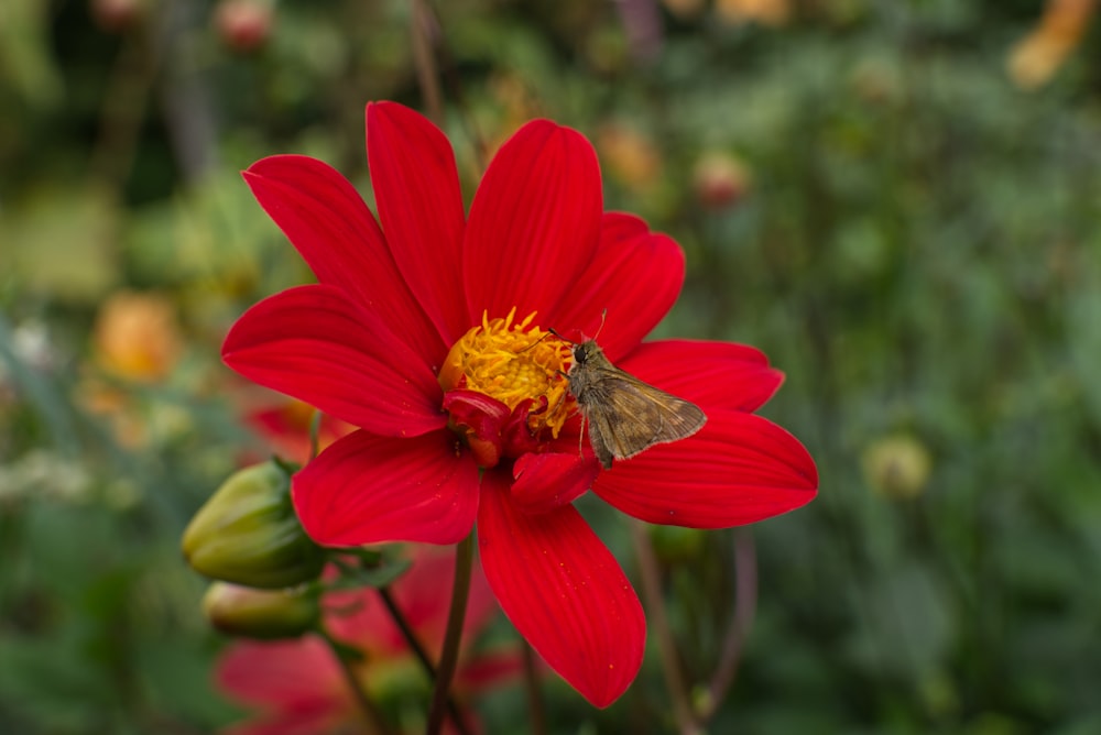 a red flower with a bee on it
