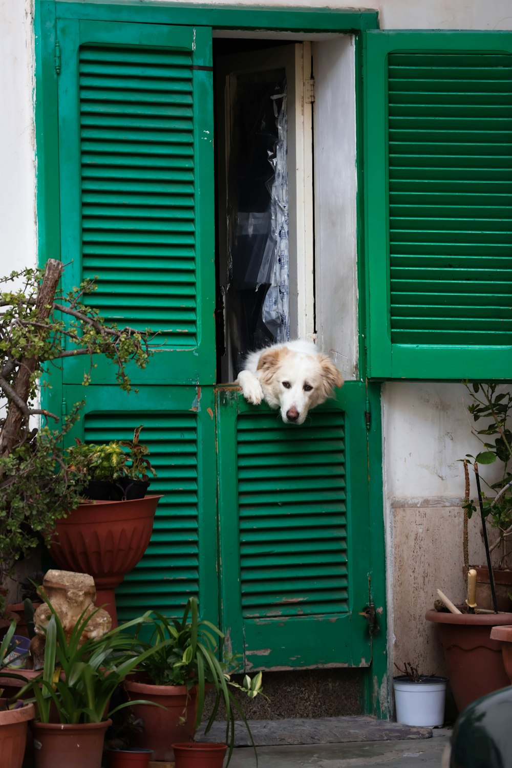 a dog sticking its head out of a window