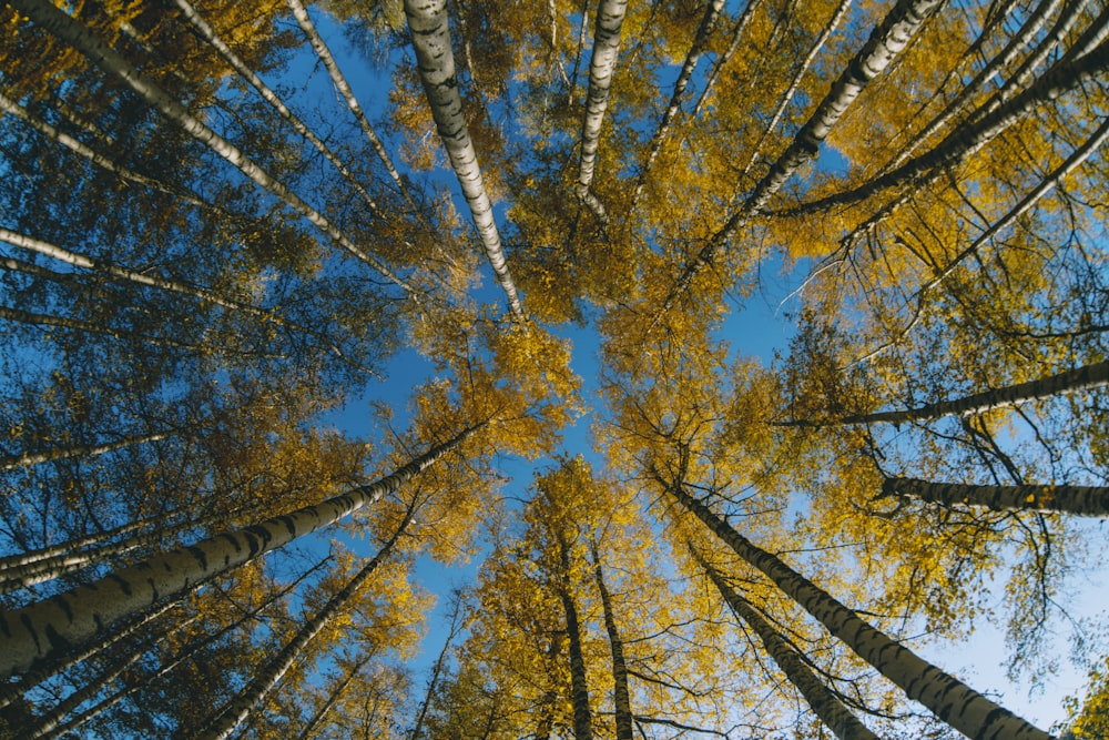 a group of tall trees standing next to each other