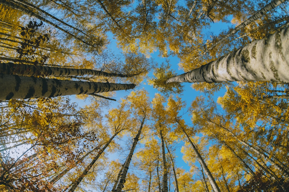 a group of tall trees in a forest