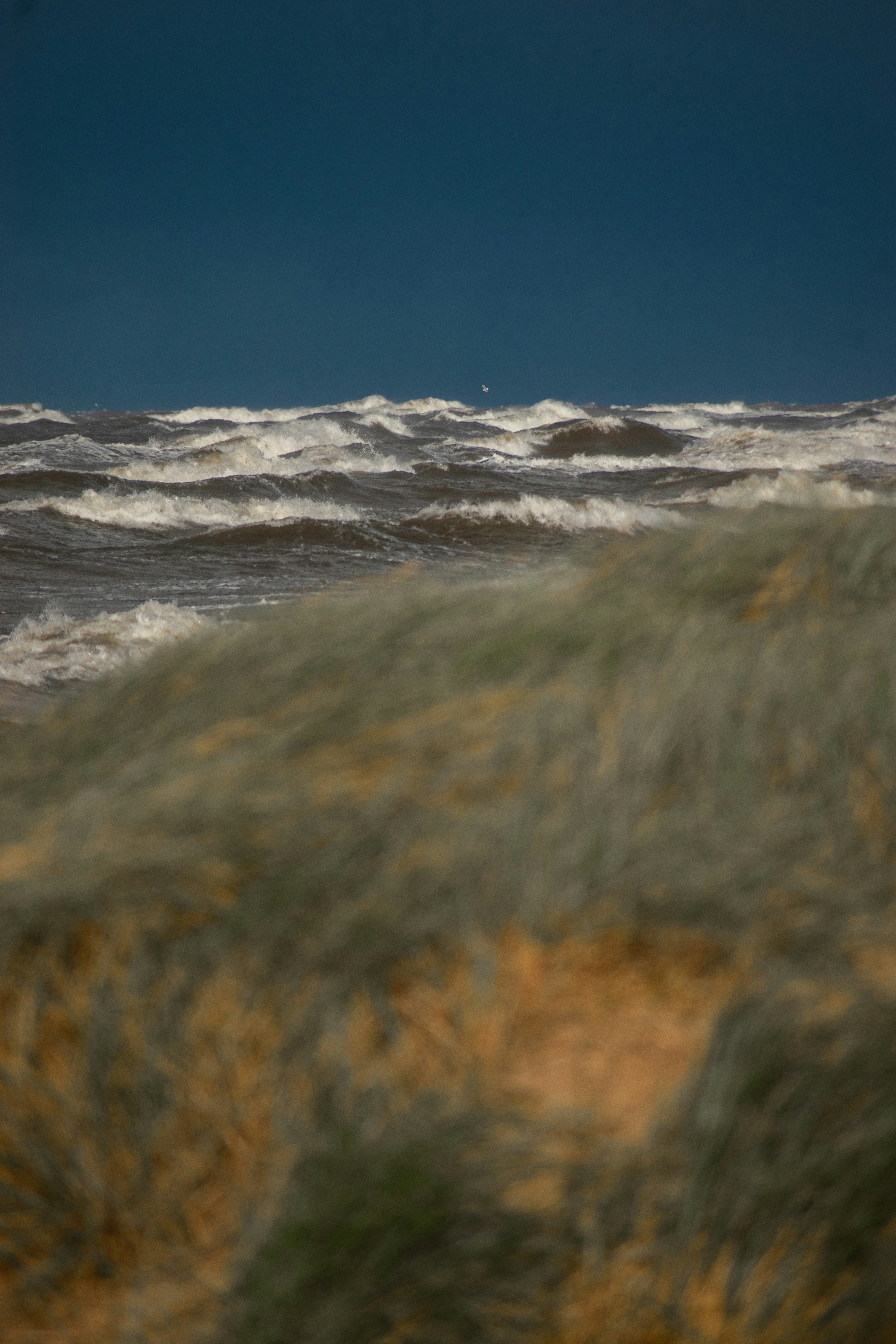 A bird flying over a body of water photo – Free Storm Image on Unsplash
