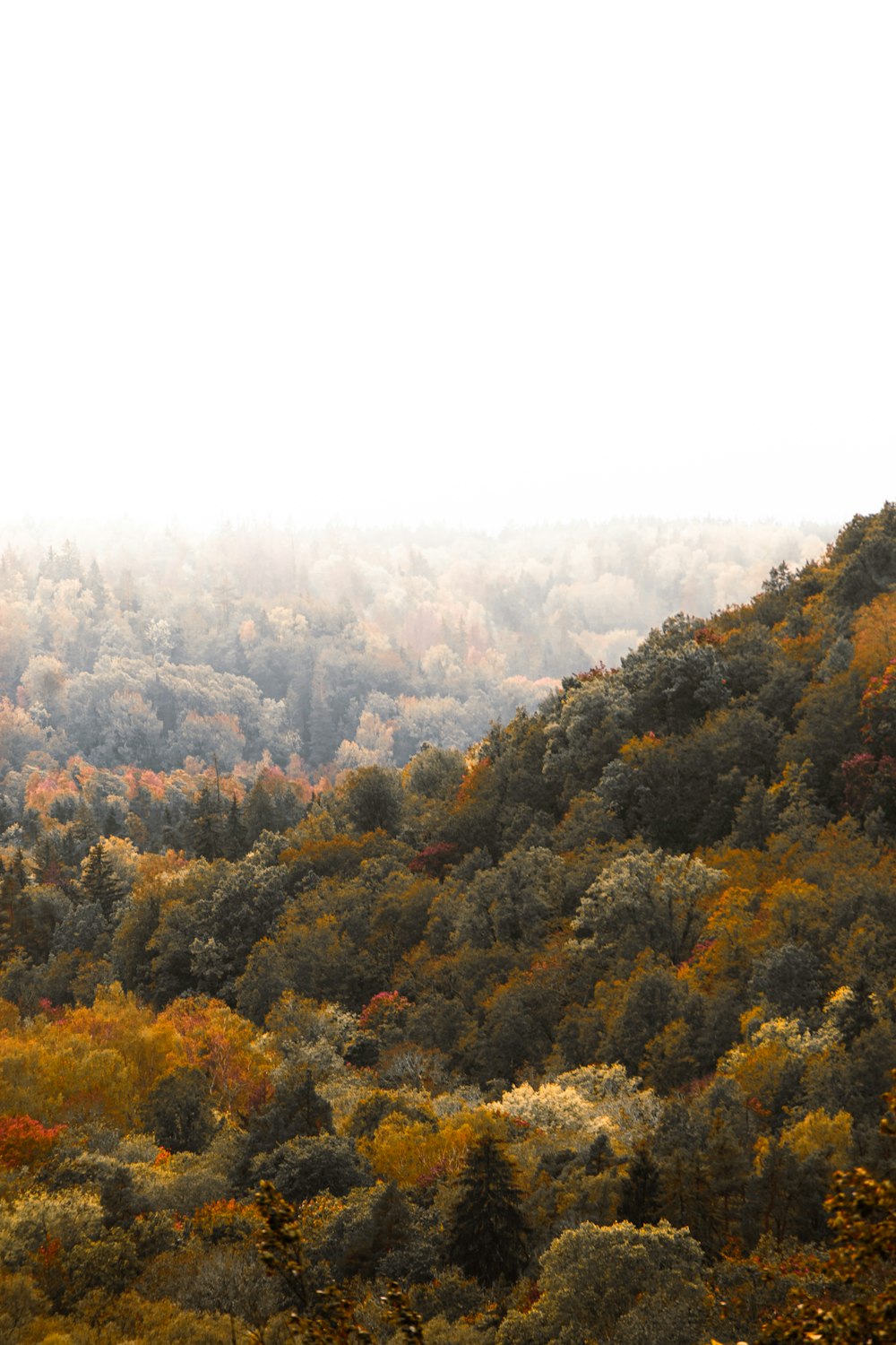 a view of a mountain with trees in the foreground