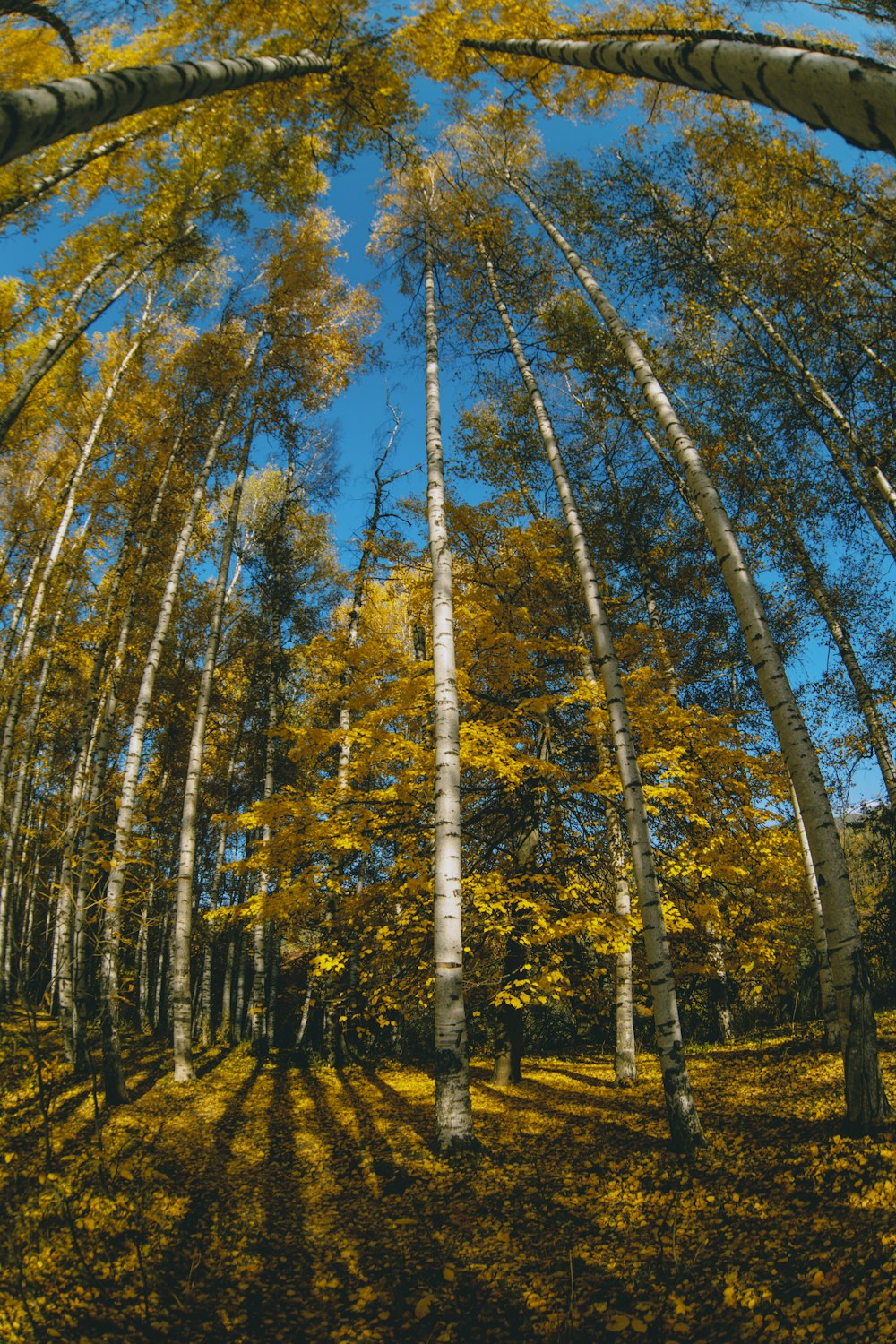 a forest filled with lots of tall trees