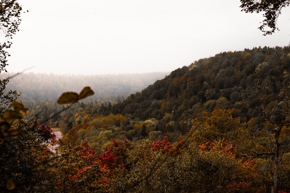 a scenic view of a forest with trees in the foreground