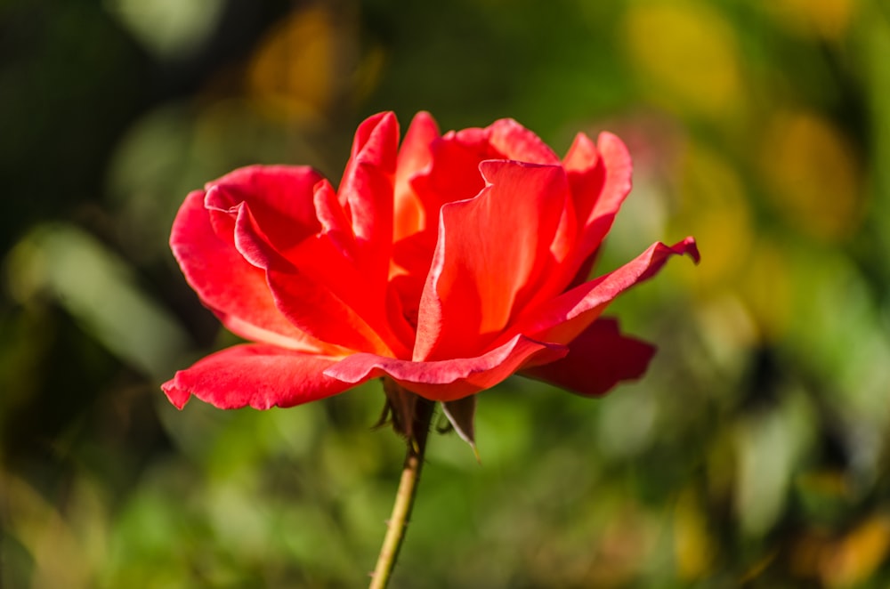 a red flower with a blurry background