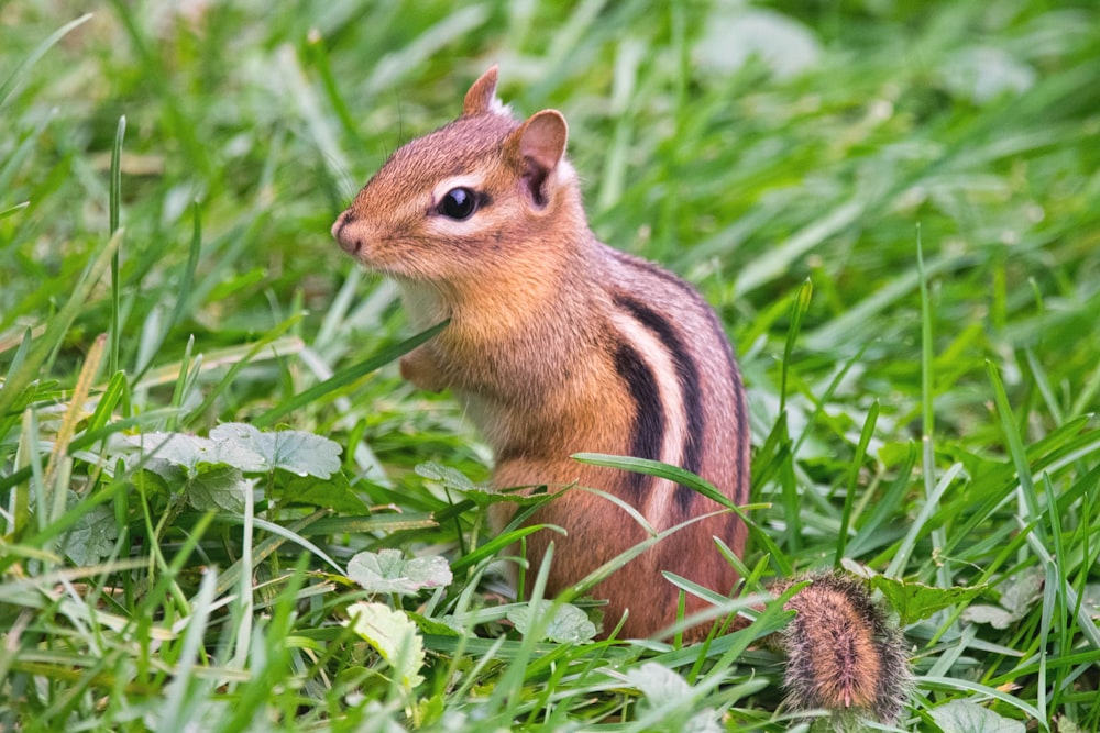 a small chipmun is standing in the grass