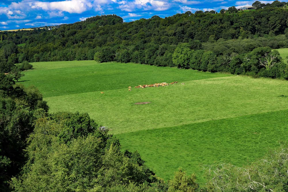 a herd of animals grazing on a lush green field