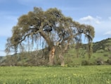 A majestic tree standing alone in an open field.