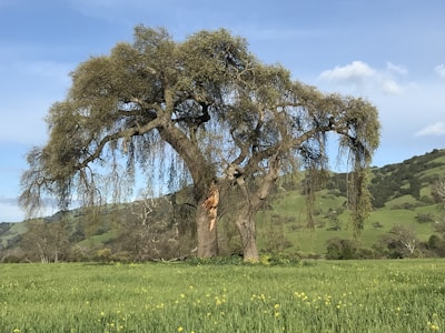 A majestic tree standing alone in an open field.