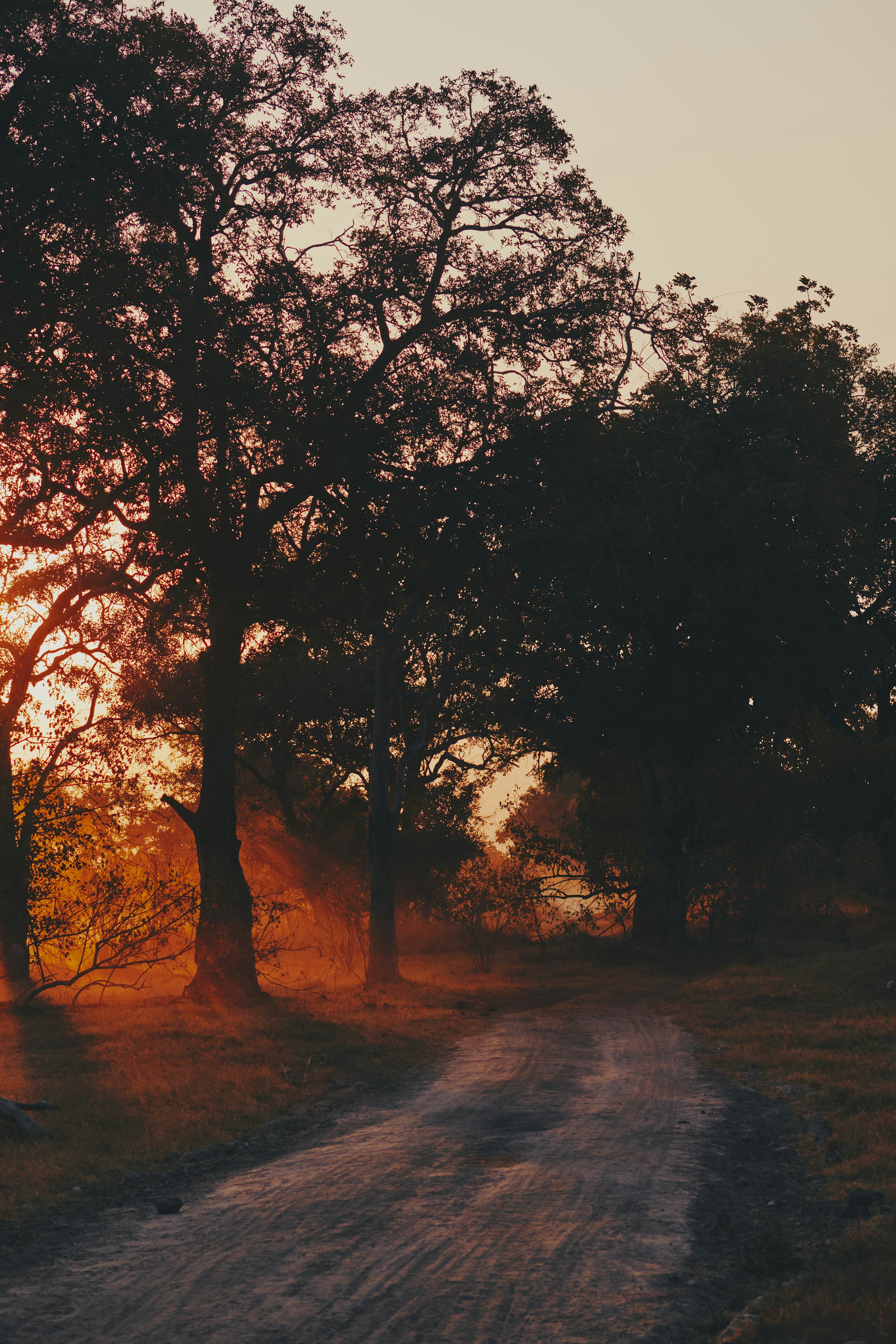 un chemin de terre entouré d’arbres et d’herbe