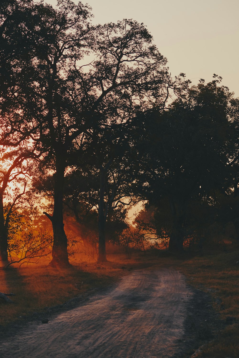 a dirt road surrounded by trees and grass