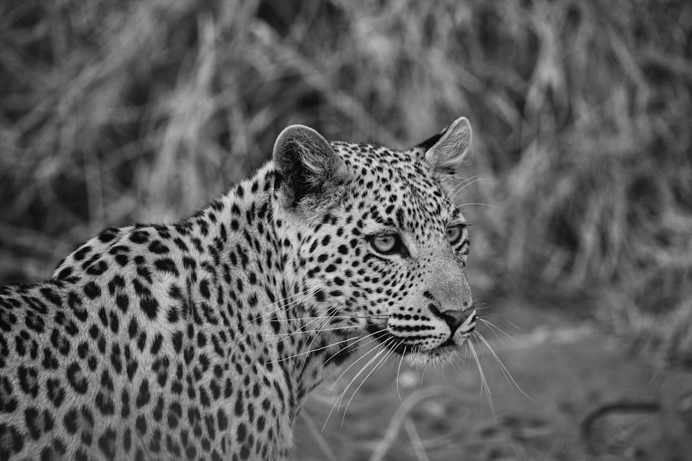 a black and white photo of a leopard