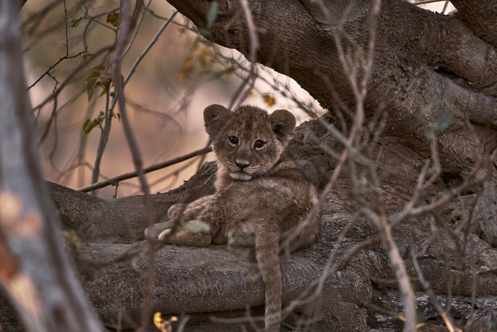 a lion cub sitting on a rock under a tree