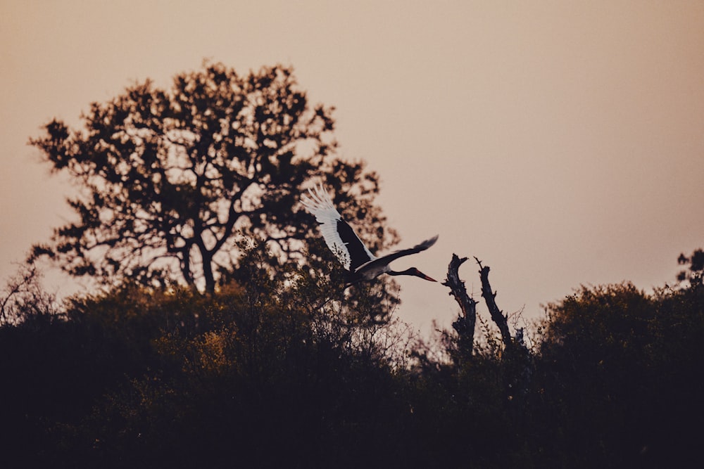 a large bird flying over a forest filled with trees