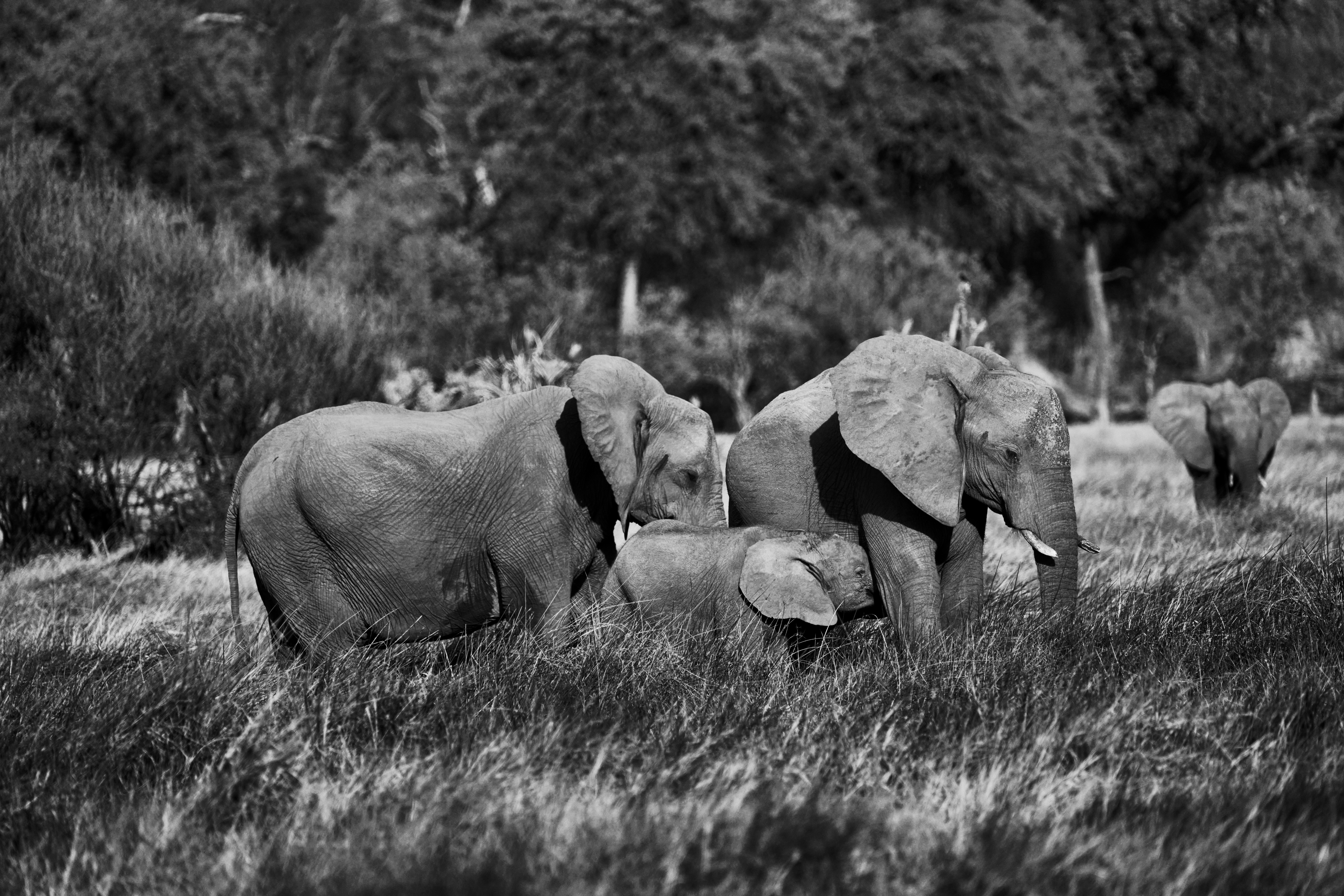 Un troupeau d’éléphants marchant à travers un champ verdoyant