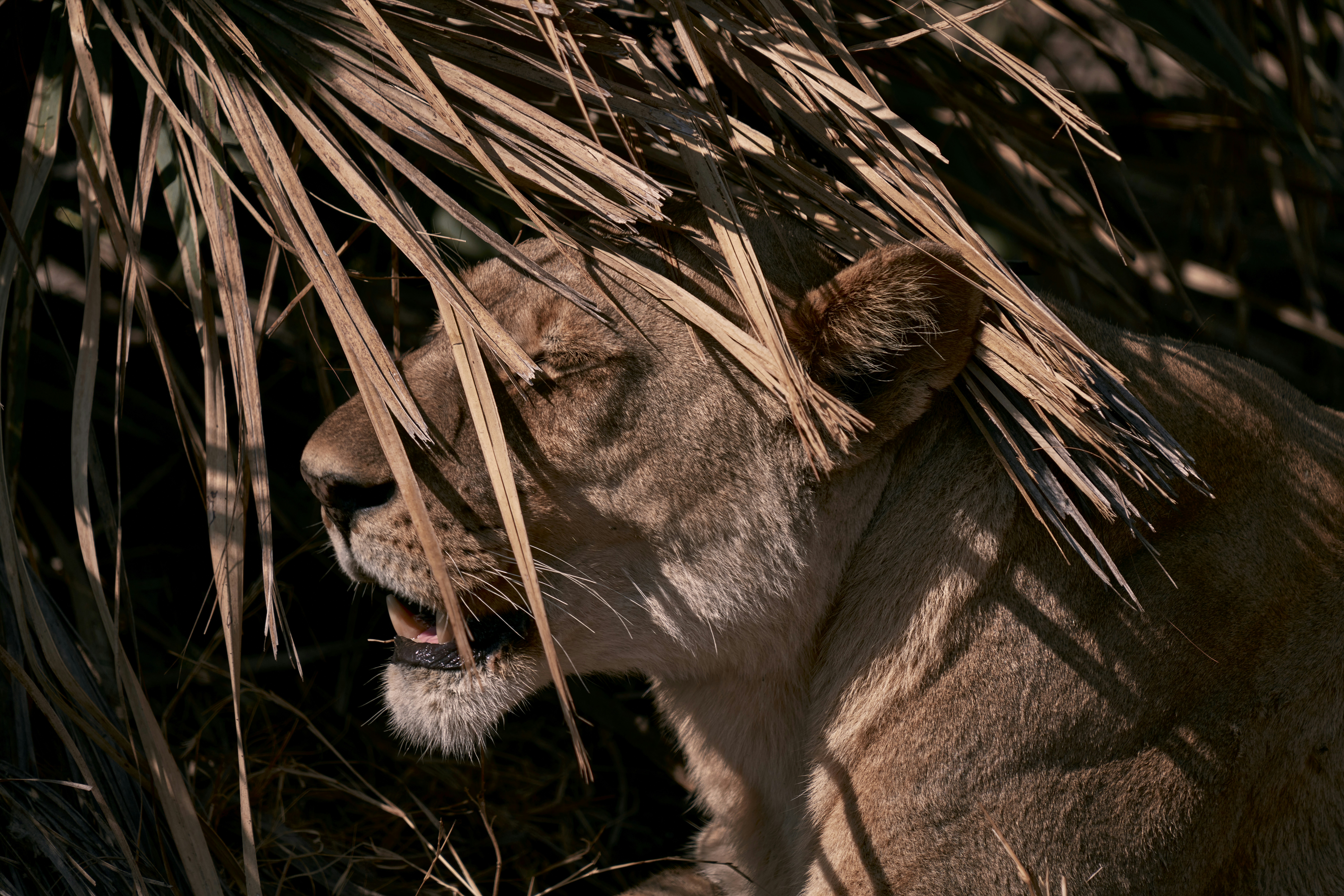un gros plan d’un lion près de l’herbe