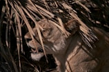 A close-up of a lioness resting under the shade of an acacia tree, eyes alert.