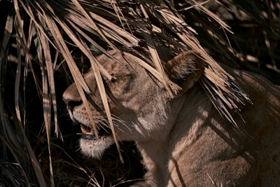 A close-up of a lioness resting under the shade of an acacia tree, eyes alert.
