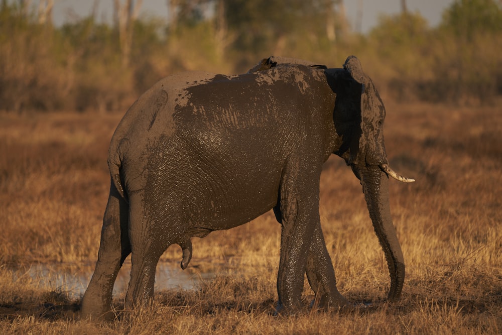 a large elephant standing in a dry grass field