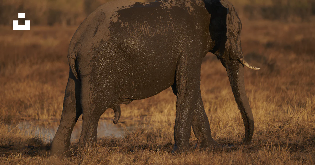 Elephant In Field A large elephant standing in a dry grass field photo – Free Botswana ...