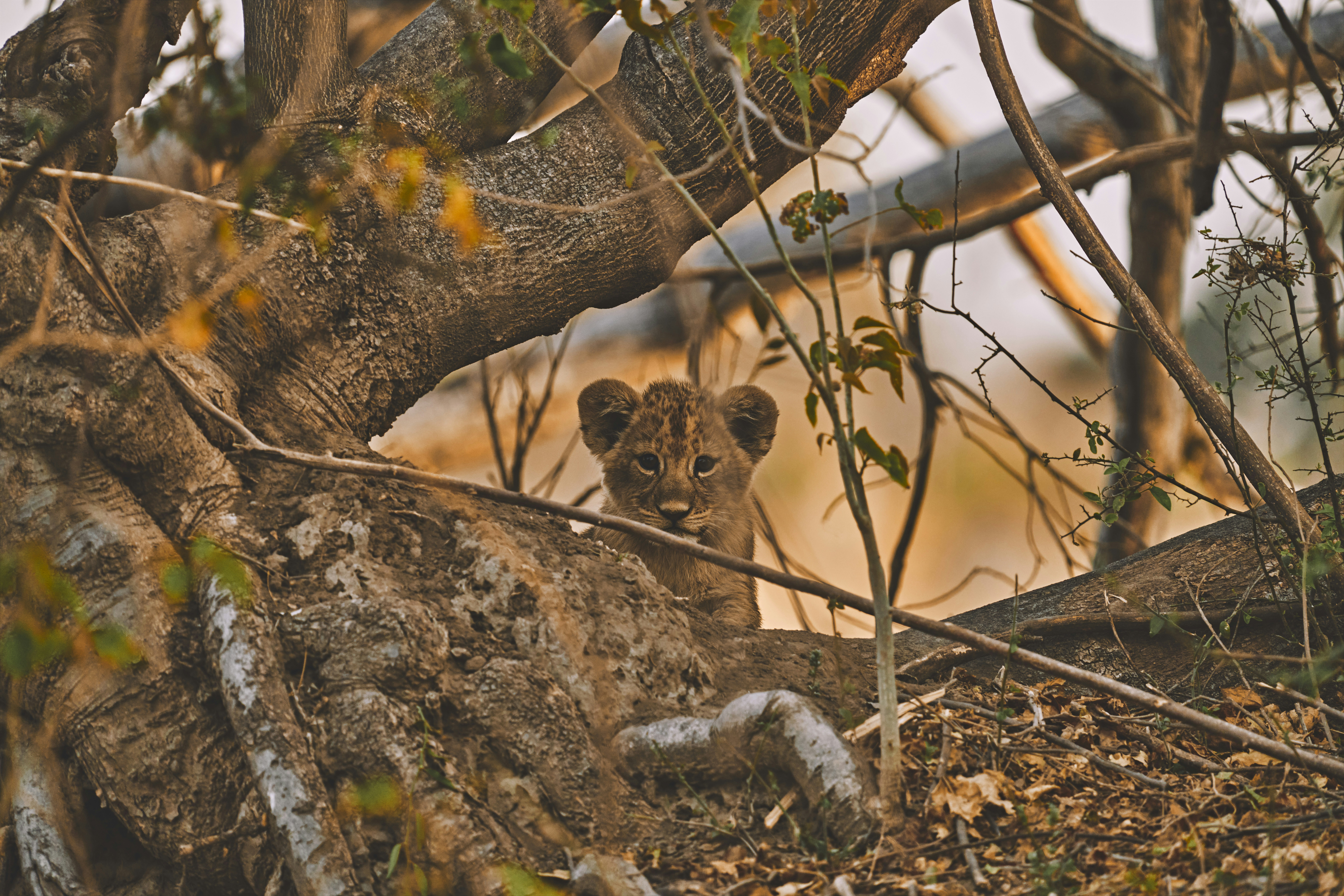 Un bébé lion caché derrière une branche d’arbre