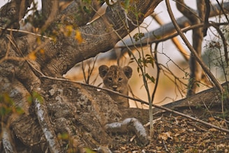 A young lion cub peers through the branches of a large, gnarled tree. Its eyes are wide and curious as it rests on the forest floor surrounded by dry leaves and twigs. The tree's bark is rough and textured, and the scene is tinged with warm, earthy tones.