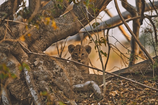 A young lion cub peers through the branches of a large, gnarled tree. Its eyes are wide and curious as it rests on the forest floor surrounded by dry leaves and twigs. The tree's bark is rough and textured, and the scene is tinged with warm, earthy tones.