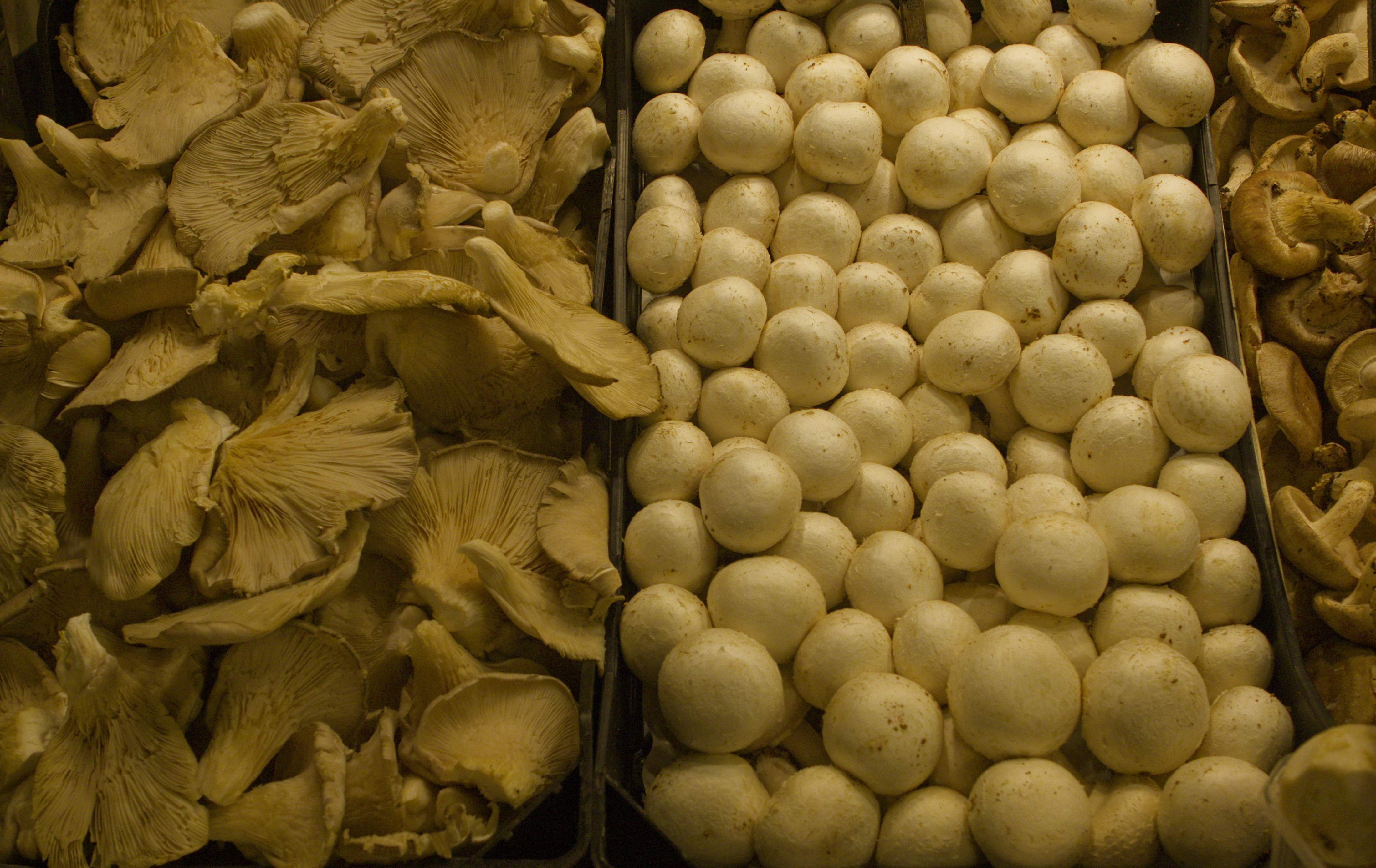 a bunch of different types of mushrooms