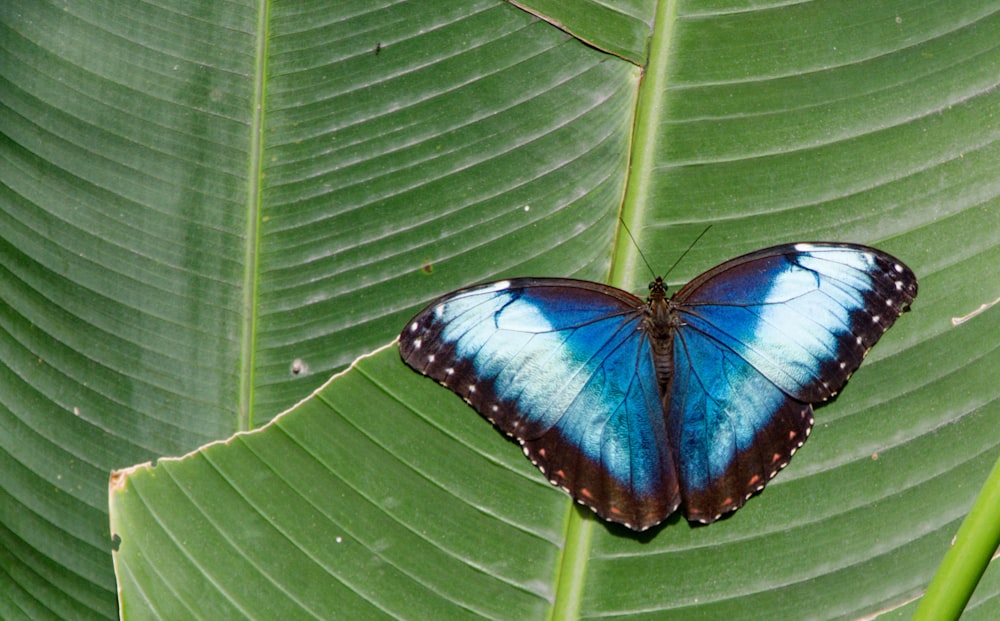 ein blauer Schmetterling, der auf einem grünen Blatt sitzt