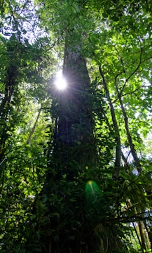 Sunlight filters through the dense canopy of a lush forest, casting bright rays onto the large tree trunk in the foreground. The verdant environment is rich with various shades of green, displaying a natural and serene setting.