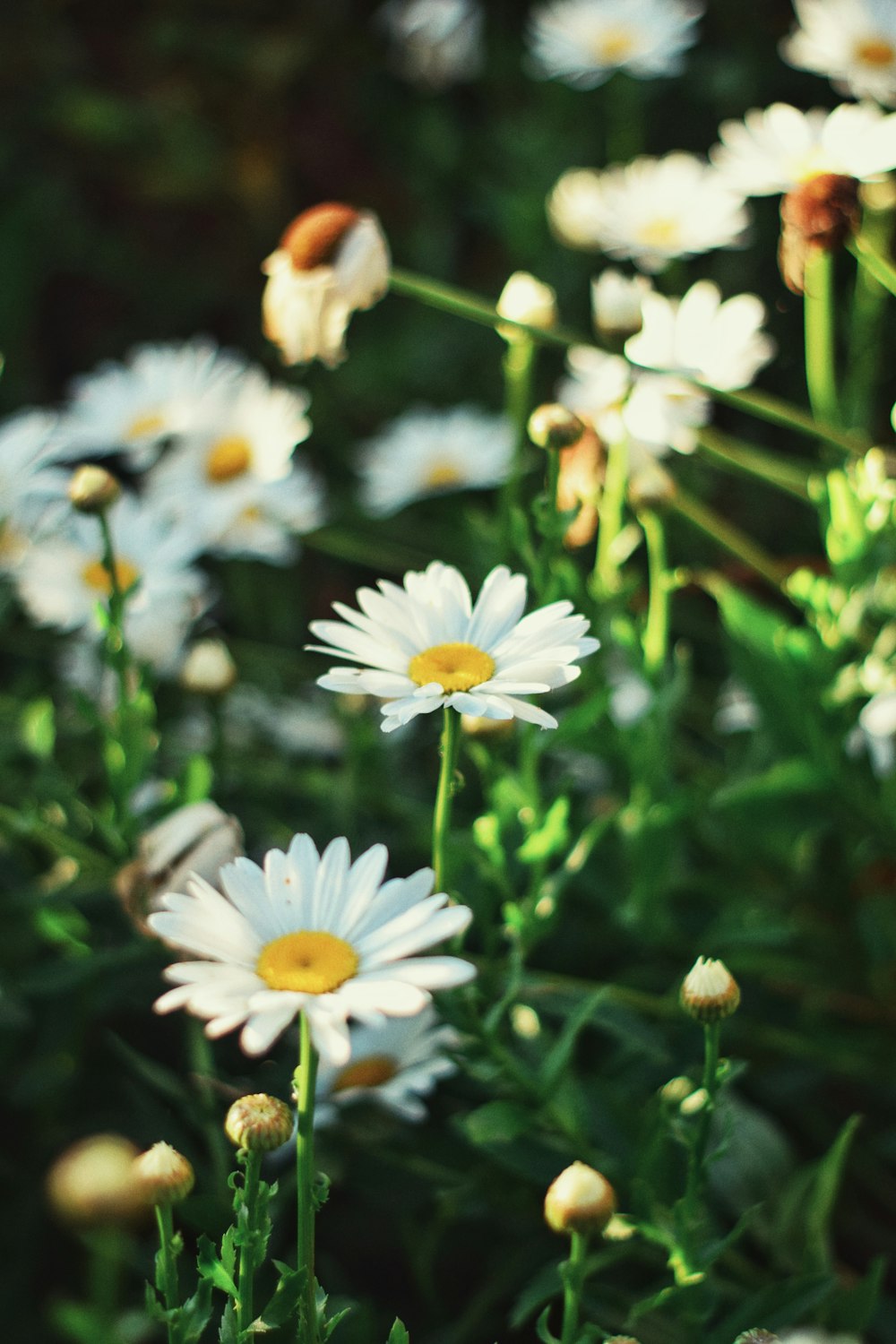 a bunch of white flowers in a field