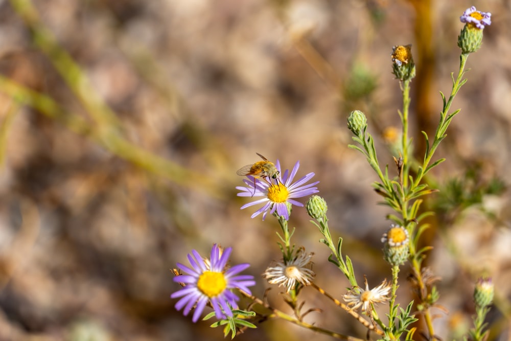 um close up de uma flor com uma abelha sobre ela